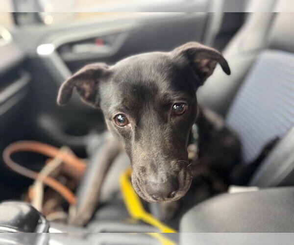 Medium Photo #13 Labrador Retriever-Unknown Mix Puppy For Sale in Garner, NC, USA