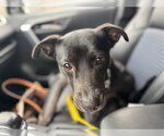 Small #12 Labrador Retriever Mix