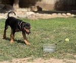 Small #4 Labrador Retriever-Rhodesian Ridgeback Mix