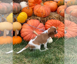 Small #1 Cavalier King Charles Spaniel