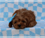 Small #2 Cavalier King Charles Spaniel-Poodle (Toy) Mix