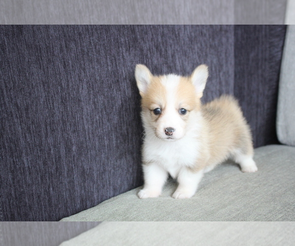 Medium Photo #1 Pembroke Welsh Corgi Puppy For Sale in CHICAGO, IL, USA