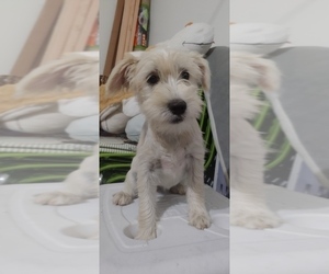 Schnauzer (Standard) Puppy for sale in FRISCO, TX, USA