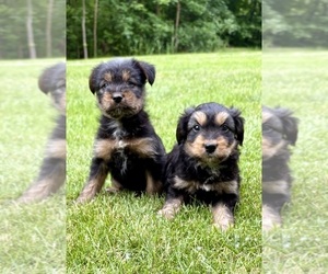 Yorkshire Terrier Puppy for sale in FAIR HAVEN, MI, USA