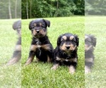 Image preview for Ad Listing. Nickname: Poppy