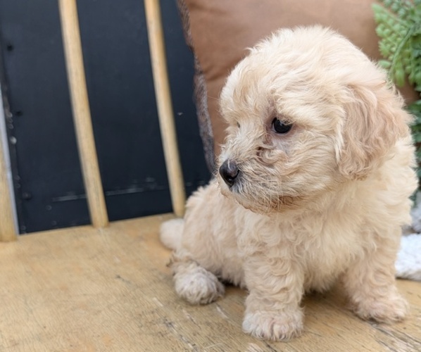 Medium Photo #3 Poovanese Puppy For Sale in GOSHEN, IN, USA