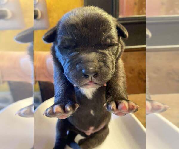 Medium Photo #2 Mutt Puppy For Sale in Imlay City, MI, USA