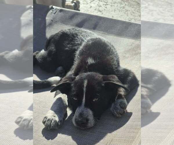 Medium Photo #5 Alaskan Malamute Puppy For Sale in Aurora, IN, USA