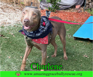 Charlene (Char) - Female Labrador Retriever-Unknown Mix Dog for Adoption - Photo #7