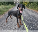 Small #2 Doberman Pinscher