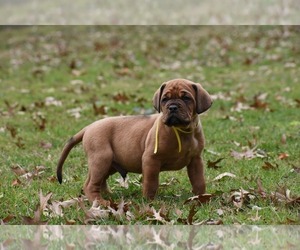 Dogue de Bordeaux Puppy for sale in DRESDEN, OH, USA