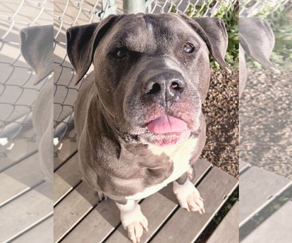 Medium Photo #2 American Pit Bull Terrier-Unknown Mix Puppy For Sale in Jefferson, WI, USA