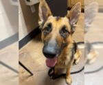 Small #1 German Shepherd Dog