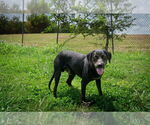 Small #2 Mutt