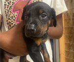 Puppy Teal female Doberman Pinscher