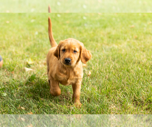Golden Retriever Puppy for sale in WOLCOTTVILLE, IN, USA