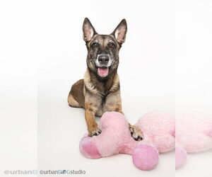 Maggie May - Located in Florida - Female Mutt Dog for Adoption - Photo #2