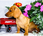 Small #3 Dachshund