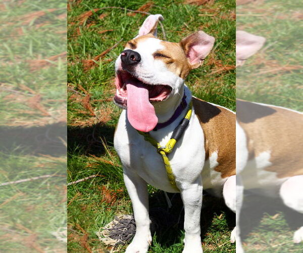 Medium Photo #4 American Pit Bull Terrier-Unknown Mix Puppy For Sale in Evansville, IN, USA