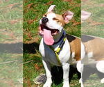 Small #3 American Pit Bull Terrier Mix