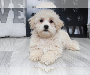 Maltipoo Puppy for sale in MARIETTA, GA, USA