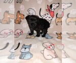 Small Photo #34 YorkiePoo Puppy For Sale in LAPEER, MI, USA