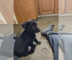 German Shepherd Dog Puppy for sale in GALION, OH, USA