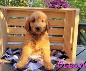 Goldendoodle Puppy for sale in ELKTON, VA, USA