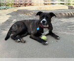 Small #11 Labrador Retriever Mix
