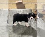 Small Photo #3 Australian Shepherd Puppy For Sale in MCALESTER, OK, USA