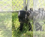 Puppy Splotch Pug