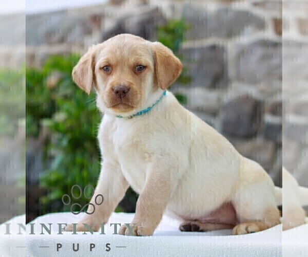 Medium Photo #3 Labrador Retriever Puppy For Sale in MORGANTOWN, PA, USA