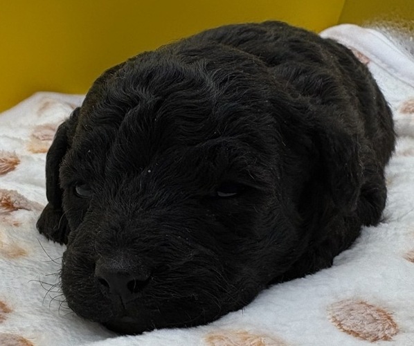 Medium Photo #24 Poodle (Miniature) Puppy For Sale in BLUE MOUND, TX, USA