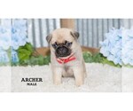Small #5 Pug