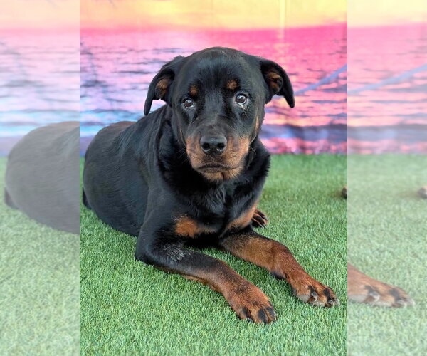 Medium Photo #2 Rottweiler Puppy For Sale in Hillsboro, NH, USA