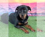 Small #1 Rottweiler