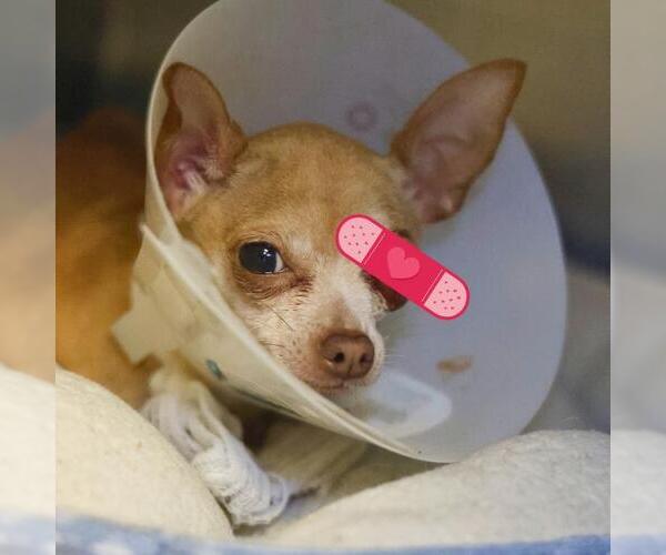 Medium Photo #1 Chihuahua-Unknown Mix Puppy For Sale in San Antonio, TX, USA