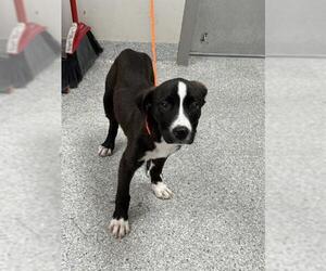 Labrador Retriever-Unknown Mix Dogs for adoption in Pasadena, TX, USA