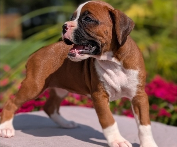Medium Photo #58 Boxer Puppy For Sale in GOSHEN, IN, USA