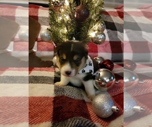 Pembroke Welsh Corgi Puppy for sale in RICHLAND, MO, USA