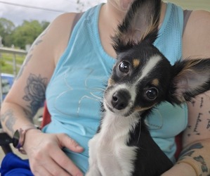 Chihuahua Puppy for sale in STRATTANVILLE, PA, USA