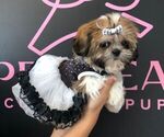 Small Photo #4 Shih Tzu Puppy For Sale in LAS VEGAS, NV, USA