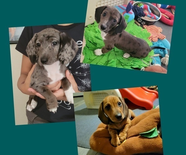 Medium Photo #1 Dachshund Puppy For Sale in WALLACE, CA, USA