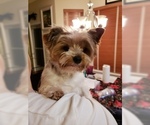 Small Photo #1 Yorkshire Terrier Puppy For Sale in SANDY, OR, USA