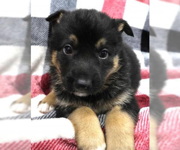 Medium Photo #1 Mutt Puppy For Sale in Thief River Falls, MN, USA