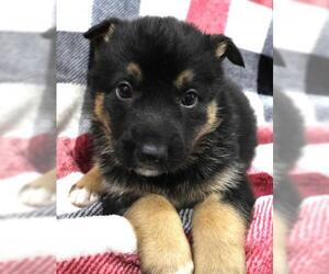 Mutt Dogs for adoption in Thief River Falls, MN, USA