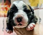 Puppy Lt Green Collar Alapaha Blue Blood Bulldog