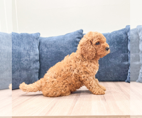Medium Photo #3 Miniature Labradoodle Puppy For Sale in MILLERSBURG, OH, USA