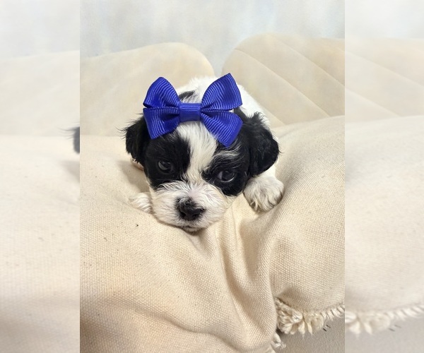 Medium Photo #3 Shih Tzu Puppy For Sale in LANCASTER, CA, USA