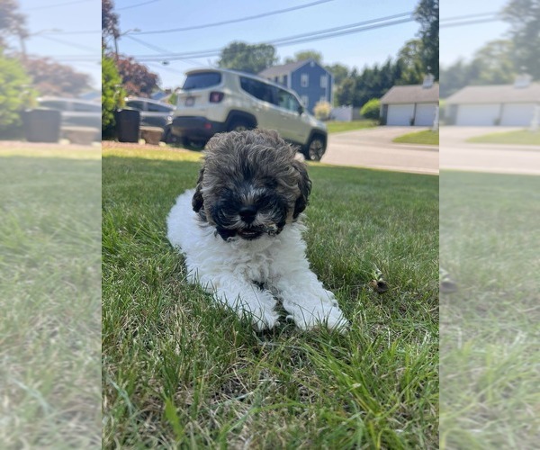 Medium Photo #5 Poochon Puppy For Sale in AUBURN, MA, USA